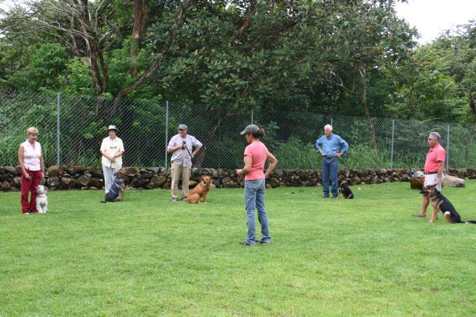 Designing Dog Training Classes and One to One Training When working as a professional dog trainer it is likely that you will have two main streams of activity, one being group classes, and one being