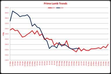 TEL: (01432) 761882 PRIME LAMBS - 1796 MARKET REPORTS WEDNESDAY 3rd October 2018 Auctioneer - Richard Hyde The most fantastic trade on the week 10p above the national average of Monday and way above