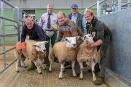 BREEDING RAMS - 190 Auctioneers - R Hyde/D Probert/M Nicholls Rams sold to a very solid trade with the large rams with good