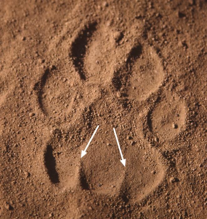 13 Front and back paw of leopard photographed