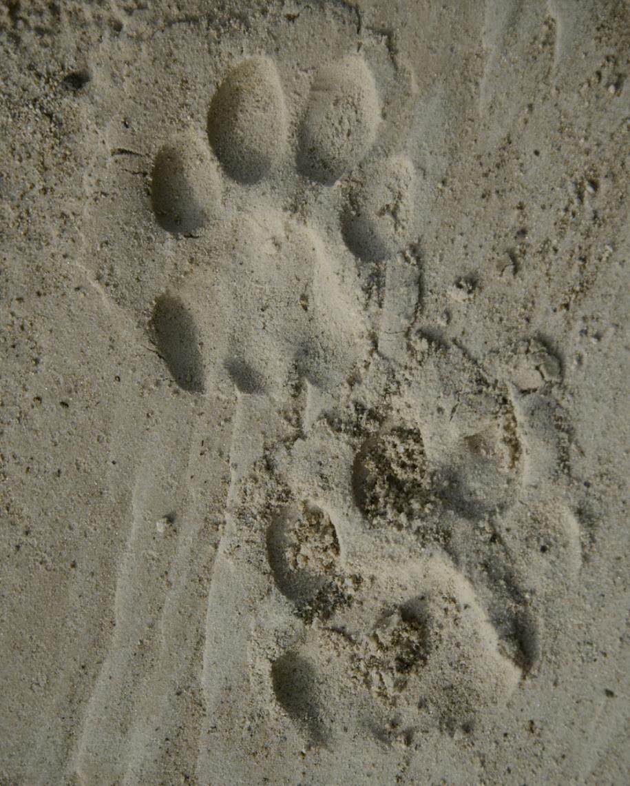 sand. Leopard tracks in
