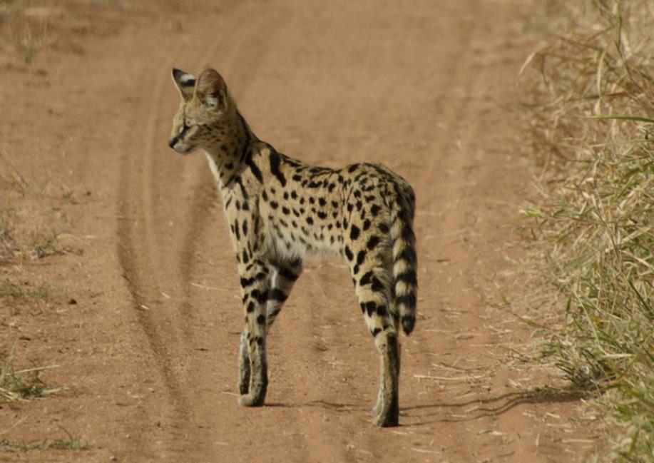 20 Serval - Leptailurus serval Serval tracks are similar to those of the caracal but somewhat smaller and