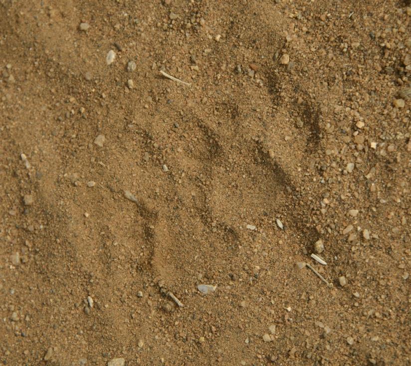 23 Serval tracks in
