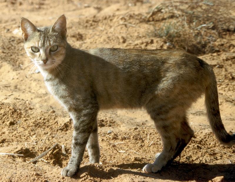 29 African Wild Cat and Domestic Cat Felis silvestris and Felis catus K.