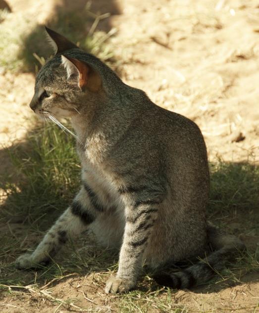 African wild cat and its domestic cousin are identical in appearance but those