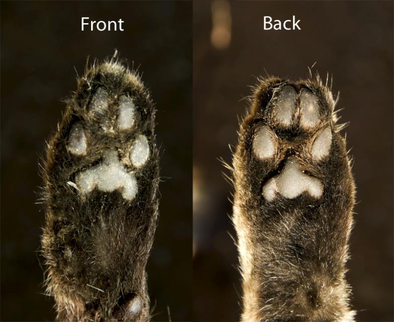 30 The front and back paws of an African wild cat on the left, the front paw of a domestic