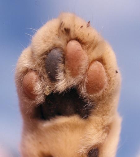 The toe-pads are usually quite splayed when the cat is walking, particularly those of the