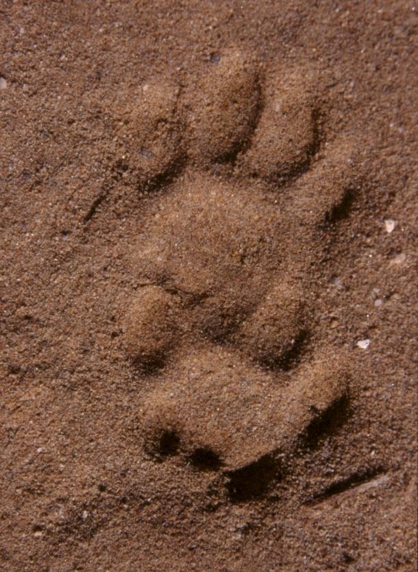 31 Tracks of a domestic cat in sand on the left