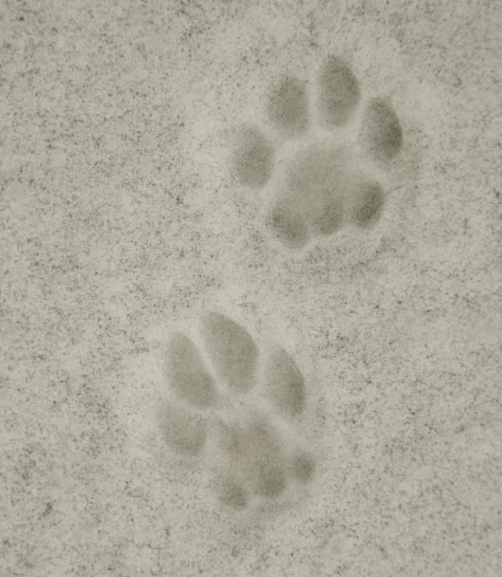 posterior edge of the main pad, front paw track