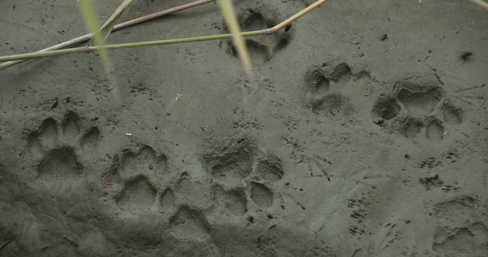 Several domestic cat tracks in soft mud, in front