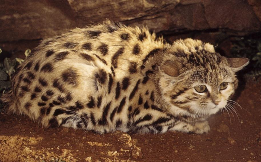 32 Small Spotted Cat - Felis nigripes The small spotted cat is also known as the black-footed cat and is endemic to the