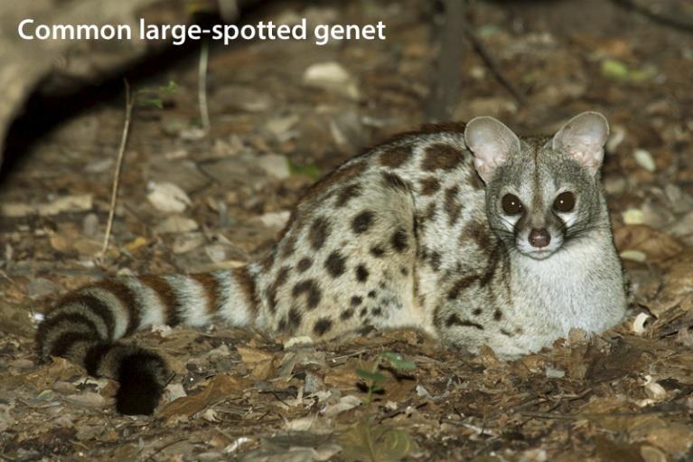 35 Genets - Genus Genetta J. Carlyon Genetta maculata It is not possible to identify the different genet species on tracks alone, although distribution maps may be of help in a process of elimination.