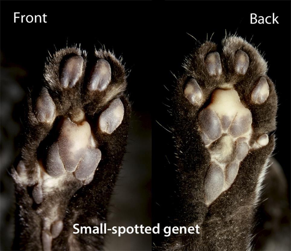 39 The front and hind foot of a small-spotted genet; note the cat-like appearance.