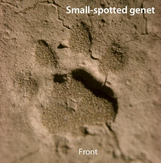 40 Left: The front foot track of a small-spotted genet in