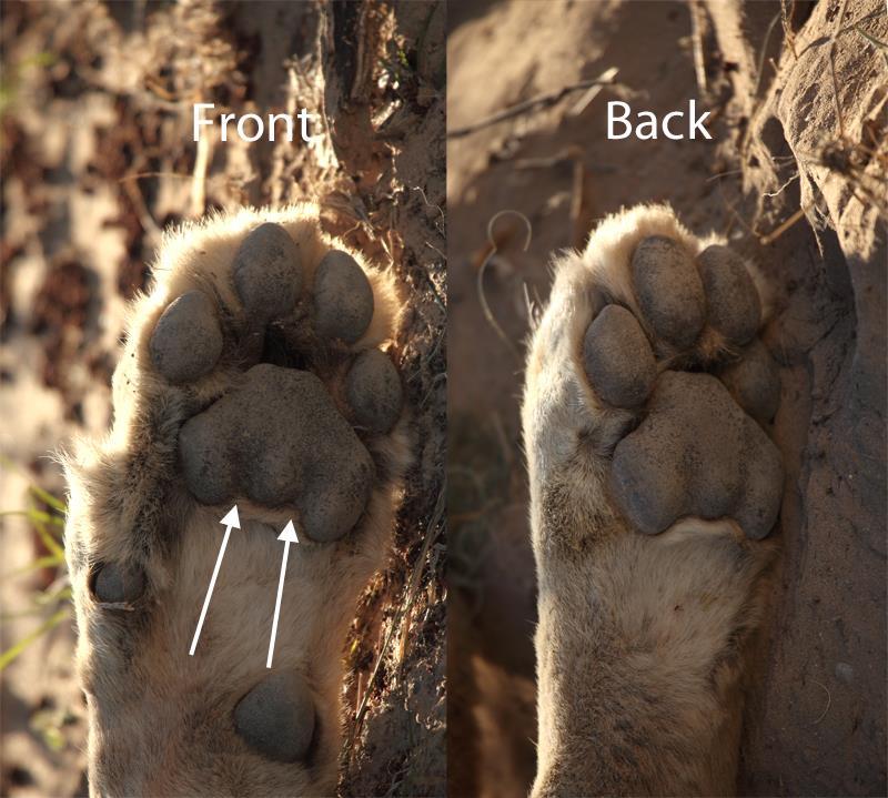 5 The feet of a lion from underneath: note the double indentation on the posterior edge of the main pad