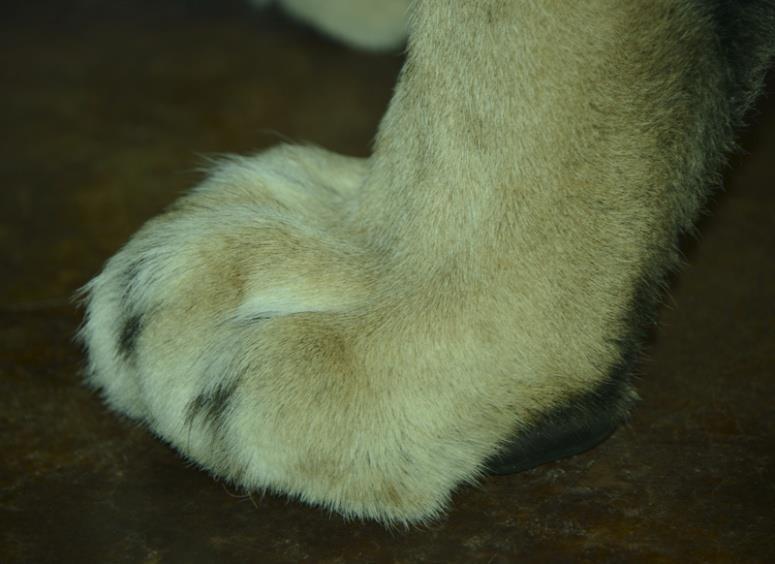 6 A view of the front paw, showing that only