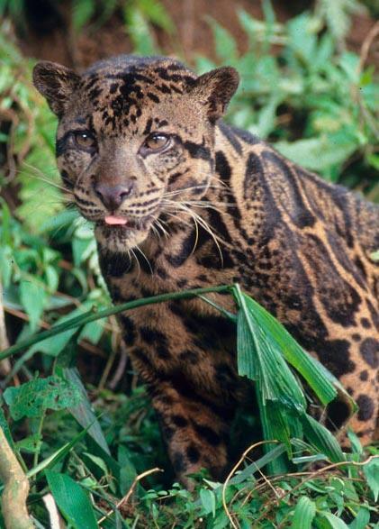 .. Clouded Leopards can t purr like small cats, nor roar like big cats? Instead they make a noise that is similar to a roar but is not a roar.