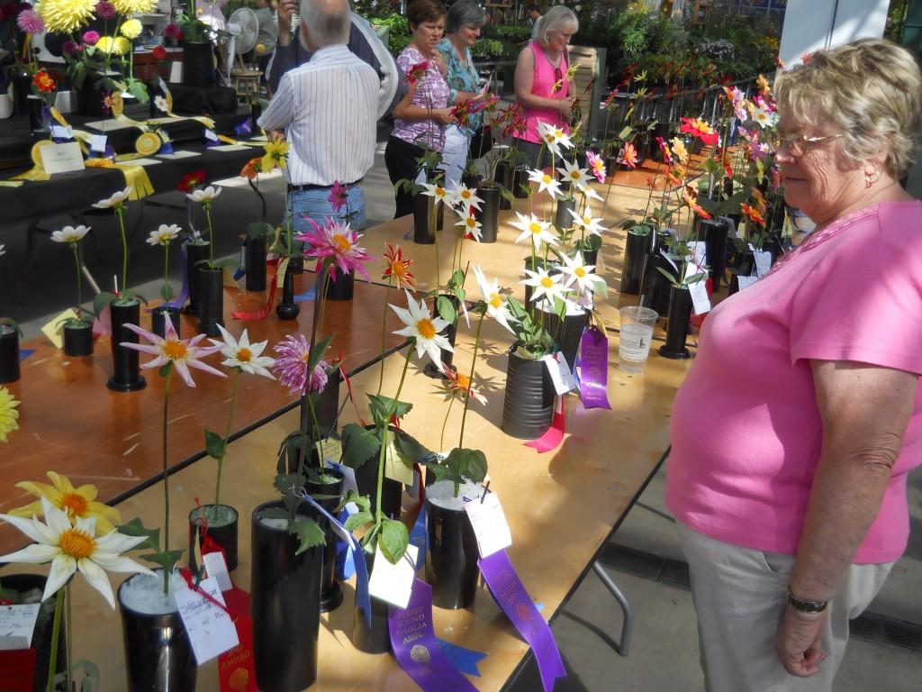 the section would now include third year seedlings. The section is an important and popular one in the Northwest where it could be one of the largest in the show.
