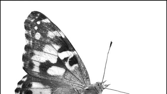 The end is more rounded on a female. If you look underneath the end of the abdomen, you may see little hooks, one on each side, in a male butterfly. ); female forewing length ranges from 3.0 to 3.