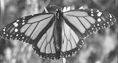 How come some butterflies are poisonous? Some butterflies are poisonous, or taste very nasty. They get the poisons from the plants they ate as caterpillars.