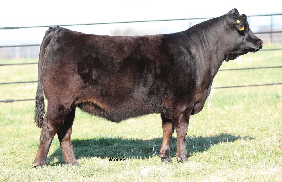 lot 8 MCBN Candy Apple 503C Lim-Flex [62] Cow Homo Polled 01.29.