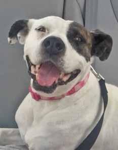 Please call 910-392-0557 to adopt us! Adopt-An-ANGEL My name is Della and I am a wonderful, midsized, 5-year-old Pit Bull mix who weighs about 35 to 40 pounds.