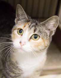 If you are looking for a little lady to add to your family then come on down and get to know me. You ll never regret adopting a sweet little 1-yearold girl like me. I m simply precious.