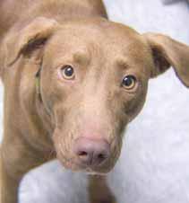 My name is Minnie (A109387). I am a Labrador Retriever mix and a young girl at that. Although my chocolate coat is beautiful, you should really see these hazel eyes in person.