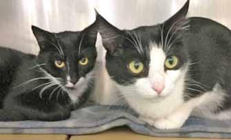Please call 910-792-9014 to adopt us! CAT: Cat Adoption Team We re at Petsmart 7 days a week. Have you been searching for a lovely, bobtailed, tuxedo boy?