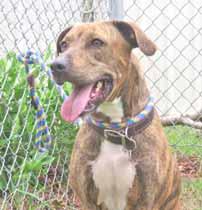Please call 910-763-6692 to adopt us! New Hanover Humane Society Open 10am-2pm Mon-Sat Igor is my name! I m a very friendly and playful fellow who is looking for a person or family to love.