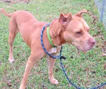 I do well on a leash, but really need a secure privacy fence so I can run around and play to my heart s content. Come on out and meet me, please! Please Visit and Like Our Facebook Page!