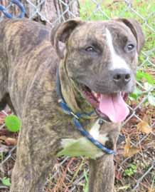 I m a 1-year-old Pitbull/Hound mix boy who is neutered, vaccinated and housetrained.
