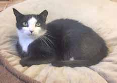 Come see me - I m a friendly, healthy, affectionate boy just looking for my furever home! All I want for Christmas is a new furever home! My name is Anna and I just turned 1-year-old in October!
