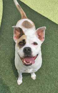 If you believe that I am your girl, please call Carolina Animal Protection Society (CAPS) at 910-455-9682 and leave a message for Mickie. You may also visit our website at capsrescue.