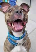 I love car rides, laps, walks, and people - all I need is "room at the inn" for me. I m about 6-years-old and have much love to give! I m good with other dogs, too! To adopt me, visit www.