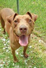 com to find out how you and I can become best friends. COASTAL CANINE RESCUE I m Nova, a 4-year-old Pit Bull mix who weighs 45 pounds. I am very friendly and love my foster brother.