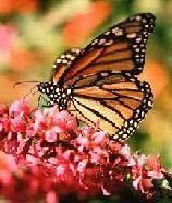 Study Island Copyright 2016 Edmentum - All rights reserved. Generation Date: 02/16/2016 Generated By: Jenni Long Title: TNReady Part II 3rd Grade ELA RI_L The life of the Monarch butterfly is special.