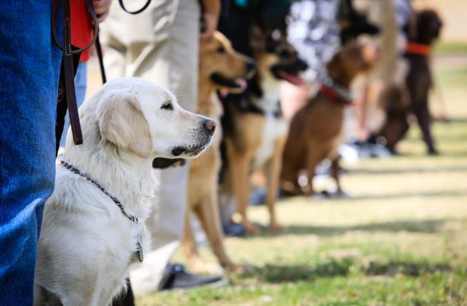 Training Program Graduation Canine Good Citizen Basic Obedience Special Task Training Tasks (minimum 3)
