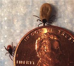 Tick testing research has found that many ticks are infected with Lyme and other diseases (also called tick-borne infections).