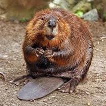 Beaver Rodent Is the second largest rodent in the world. It is a semi-aquatic rodent that is primarily nocturnal.