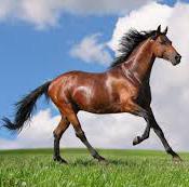 Horse Males are called stallions, females are mares, and young ones are called foals.