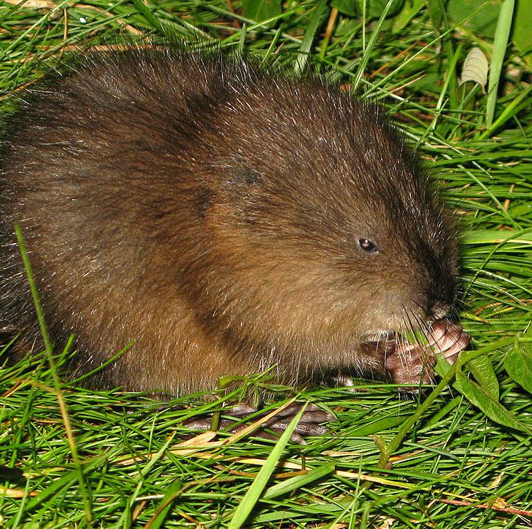 Muskrat This animal normally has brown fur and a black tail. The tail is half of its total length. Human likes to use the fur of this animal for clothing.