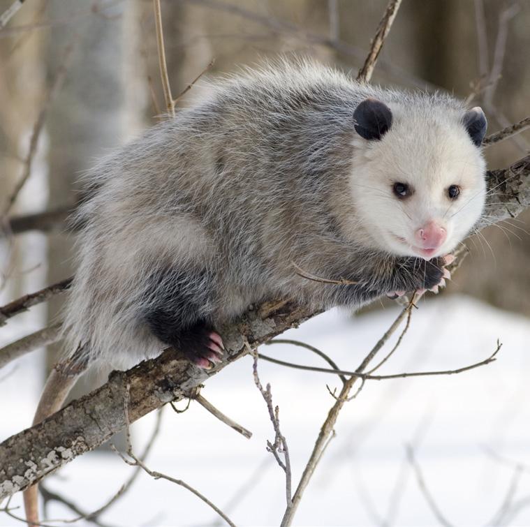 Opossum Adept tree climbers and spends most of their time there. Only pouched mammal in the U.S.