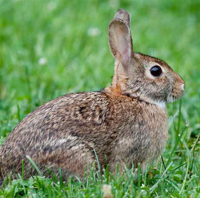 Rabbit This animal has long ears and a short tail. Hopping is the main way of transportation for this animal.