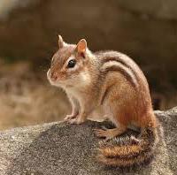 Chipmunk A small member of the squirrel family that use their cheek pouches to carry various foods of nuts, berries, seeds, etc.
