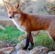 Fox, Red An animal with orange brownish fur.