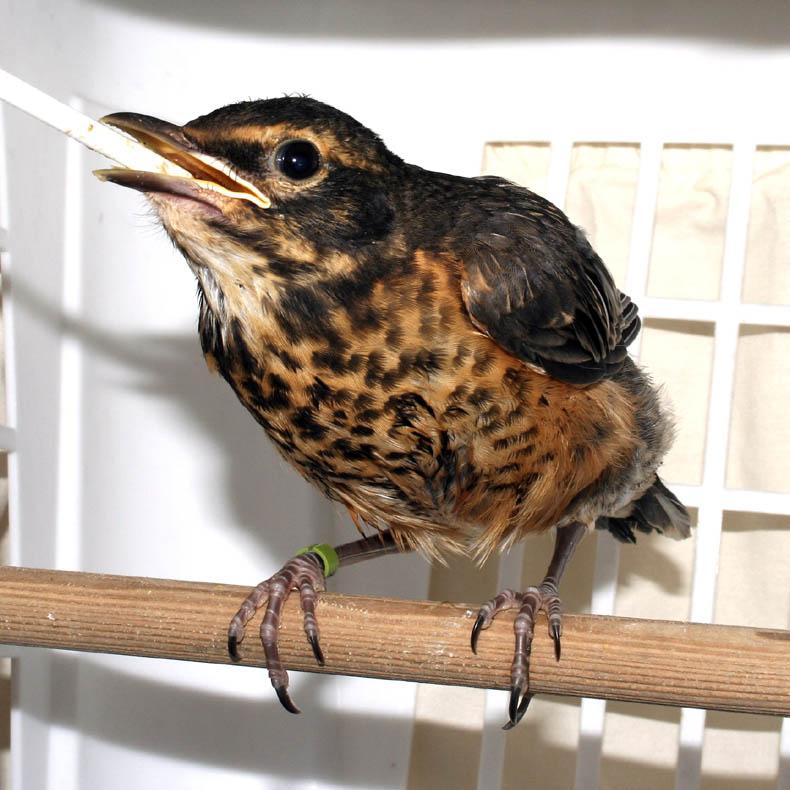 SECTION 2: Altricial Fledglings American Robin fledgling. I. About Altricial Fledglings What are altricial fledglings?