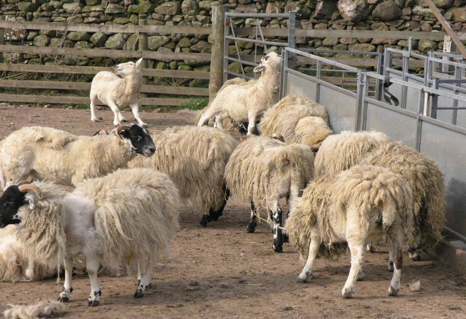 Introduction A number of parasites live on or in the skin or fleece of sheep in the UK. Some of these ectoparasites can have a significant negative effect on both sheep productivity and welfare.
