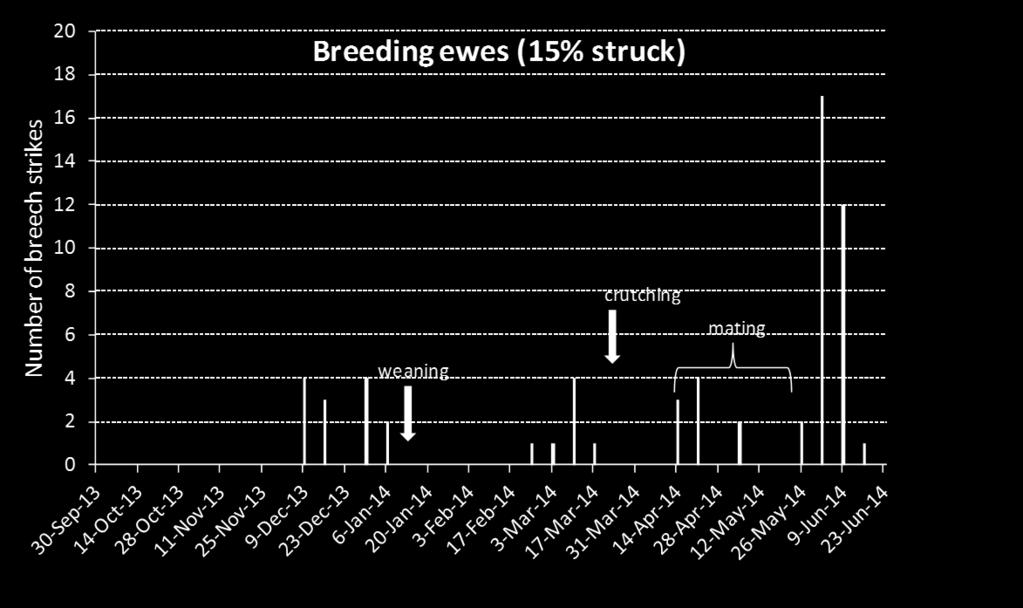 April 2014 respectively). These out-of-season shearings resulted in seasonal flystrike patter that vary from what we would expect if they were shorn as yearlings, which is standard practice.