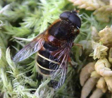 Week 14 Bog Hoverfly Eristalis cryptarum The bog hoverfly is another species holding on in Devon despite it s habitat being eroded.